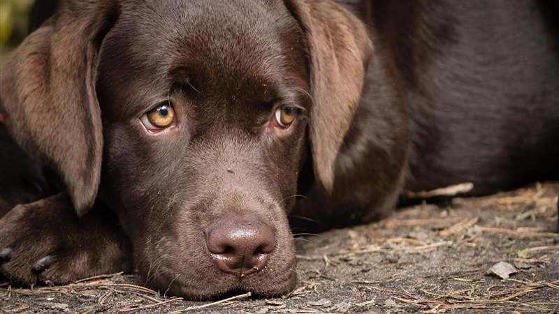 W kawiarni o adopcji psa – rusza moblilny PSIOpunkt