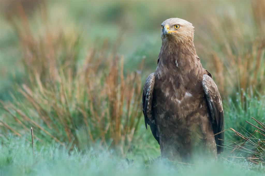 Projekt ochrony ptaków szponiastych i bociana czarnego w Podlaskiem