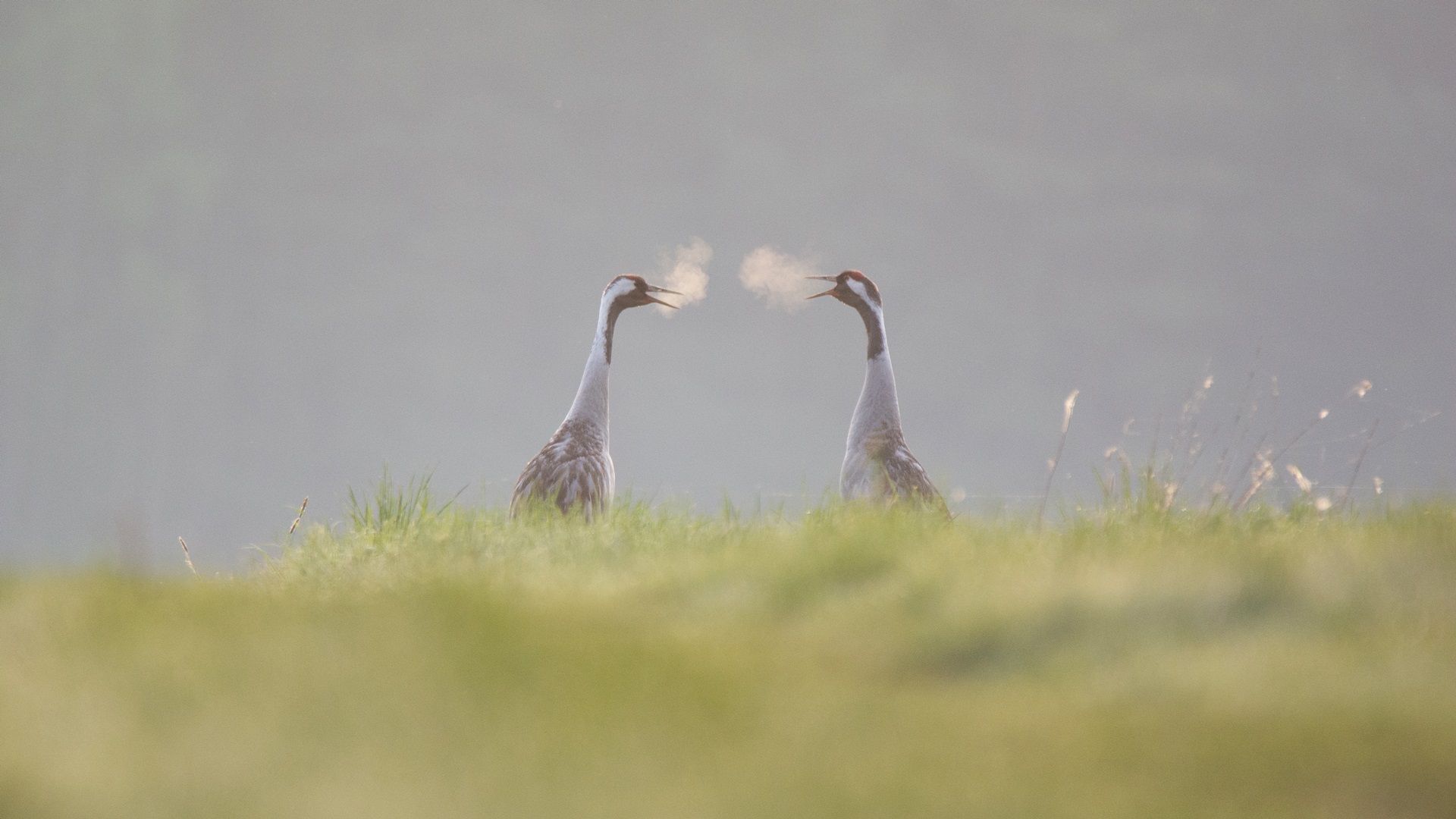 Konkurs dla miłośników przyrody - "Mistrzostwa polski w ptaszków nazywaniu"
