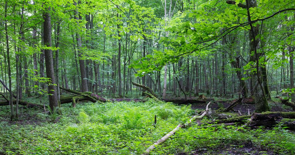 Kurhany sprzed 1,5 tys. lat i zarysy dawnych pól odkryli naukowcy w Puszczy Białowieskiej