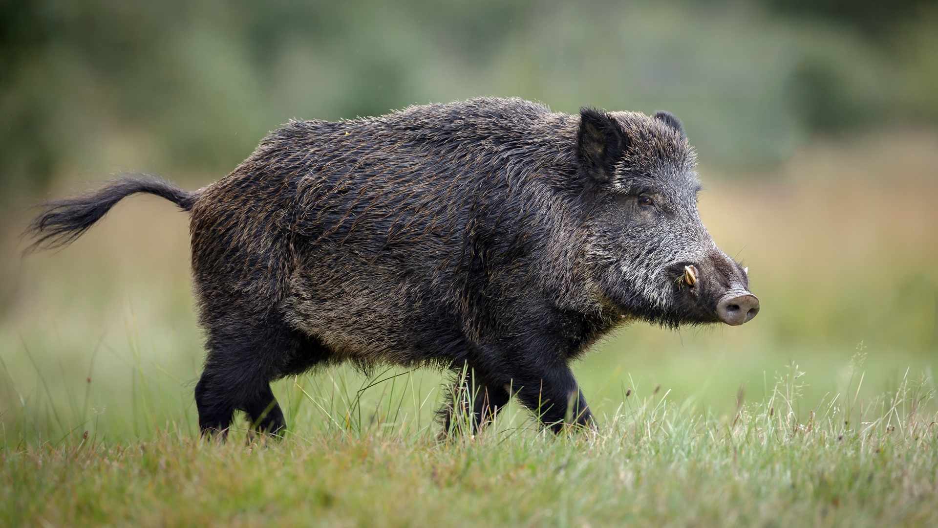Myśliwi z łomżyńskiego okręgu PZŁ odstrzelili prawie 750 dzików przez ostatnie pół roku