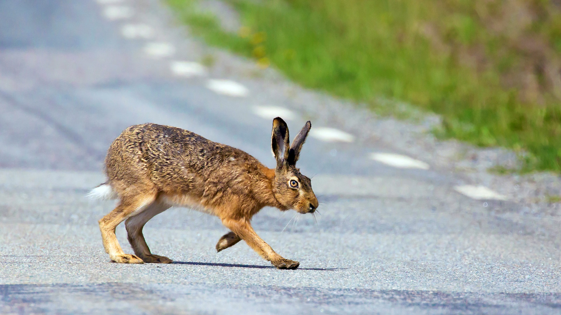 Nie mogą jechać do pracy najkrótszą drogą, bo leśnicy grożą im mandatami