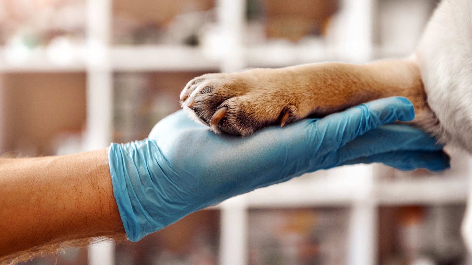 Zwierzęta uchodźców z Ukrainy będą miały zapewnioną opiekę weterynaryjną