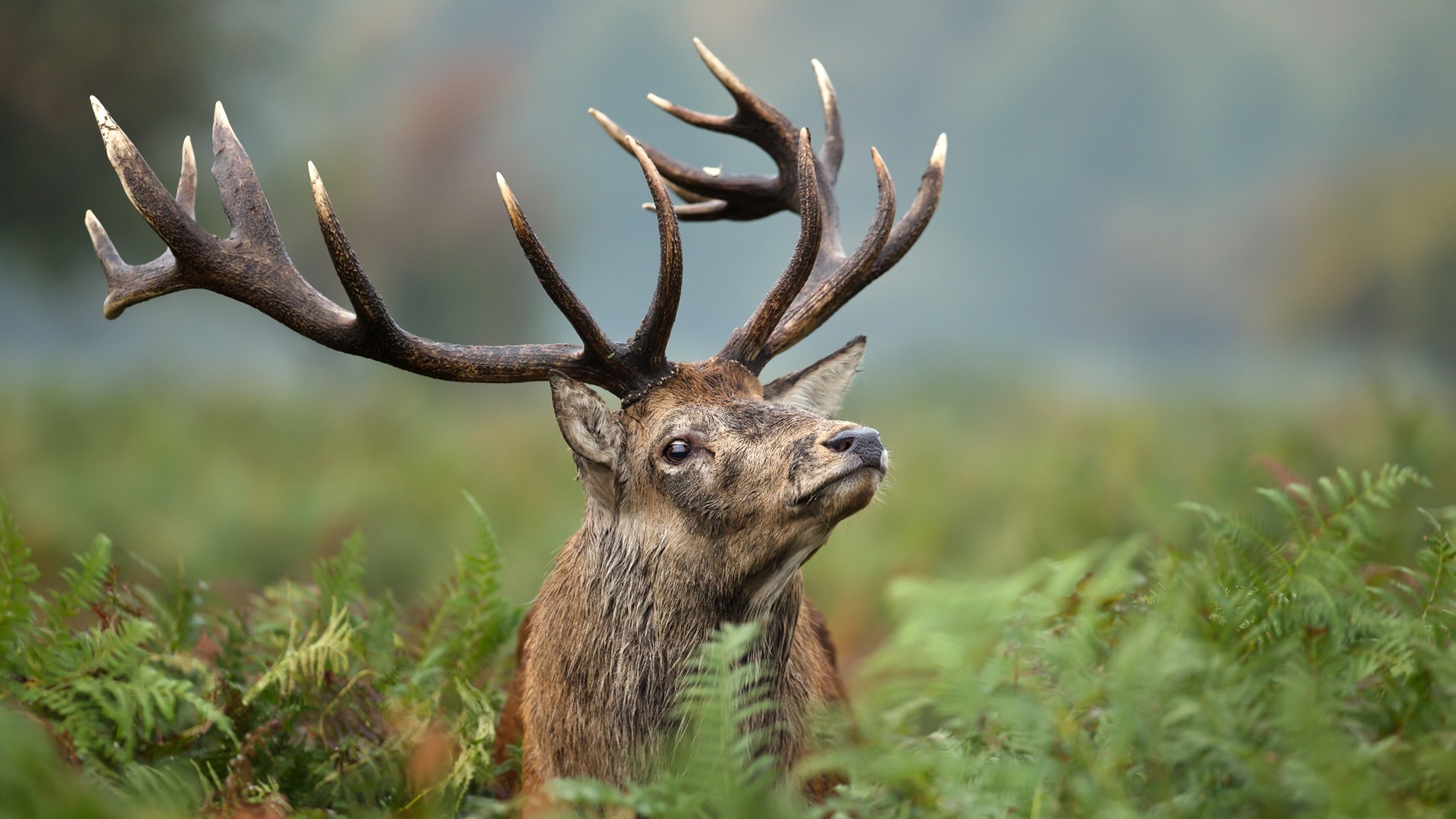 Akcja "Wieniec" w Nadleśnictwie Łomża - ma zniechęcić do nielegalnego pozyskiwania poroża