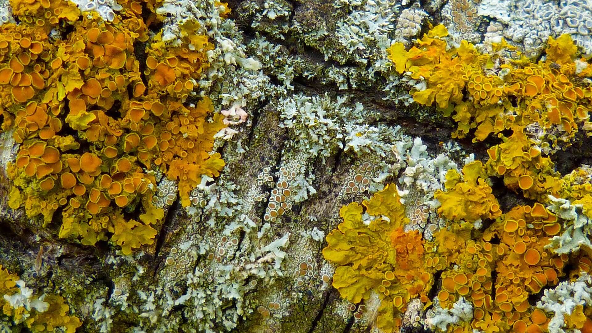 Ekstrakty z roślin mogą uleczyć raka czy malarię