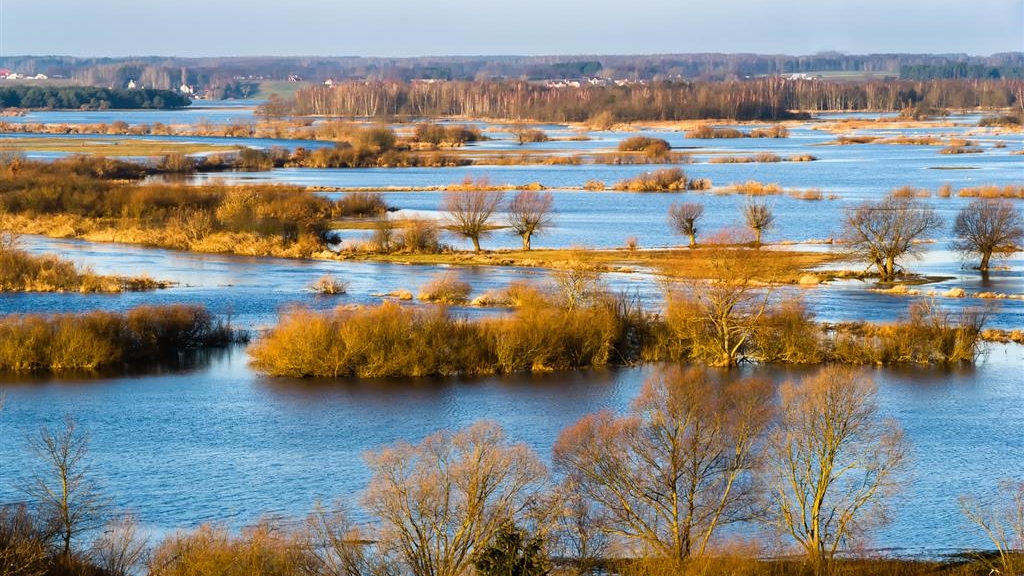 Nad Biebrzą pojawiły się stada migrujących gęsi