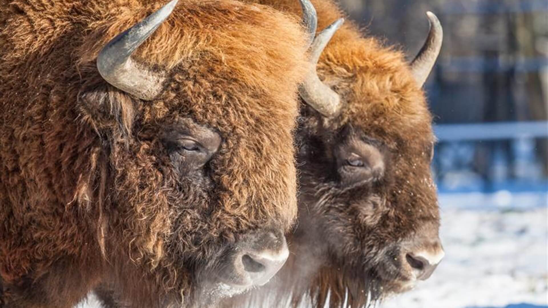 Żubry zaglądają na posesje - pracownicy BPN pomagają je odłowić