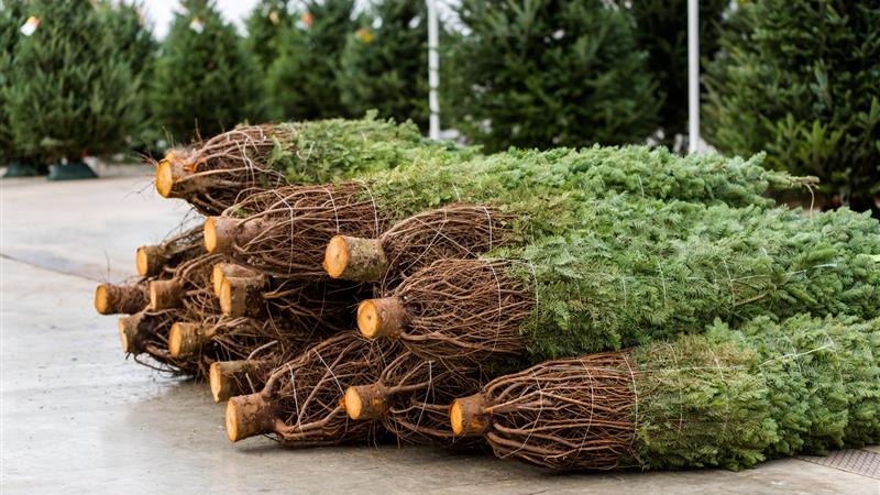Od poniedziałku (16.12) Nadleśnictwo Suwałki rozpocznie sprzedaż choinek