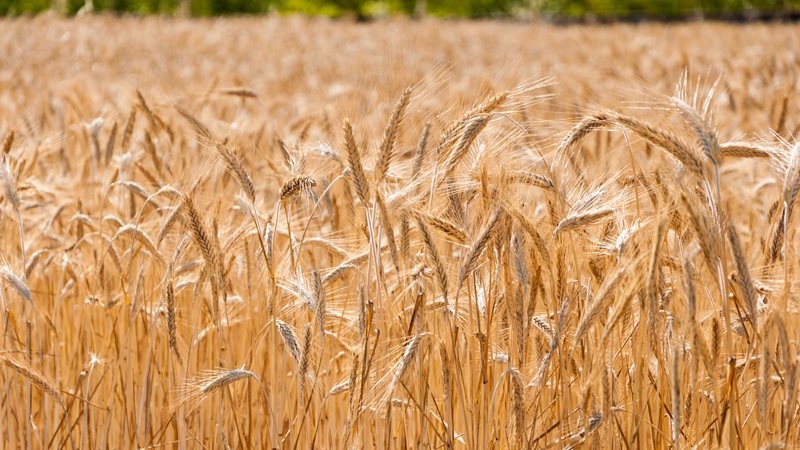 Prezentacja sprzętu rolniczego, konkursy i koncerty - "Perepelica" we wsi Toporki