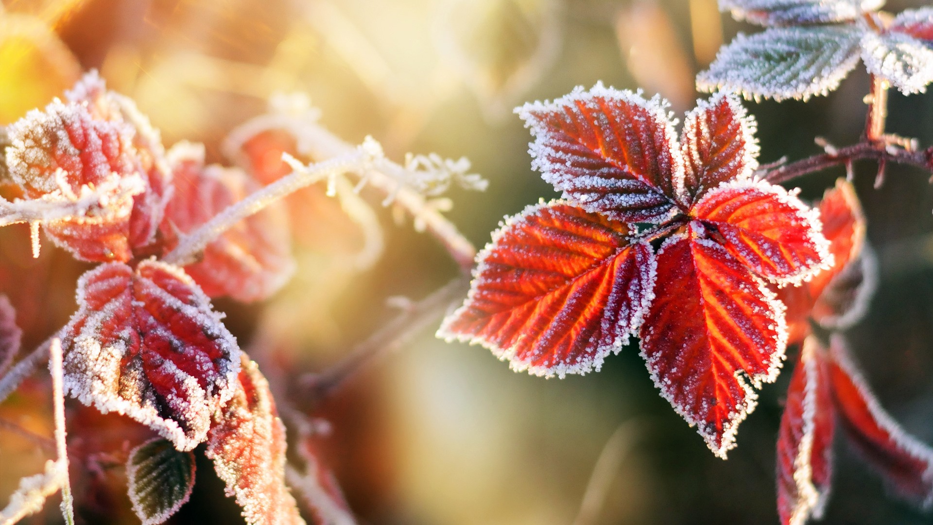 Kolejna mroźna noc w Podlaskiem - najzimniej było w Suwałkach