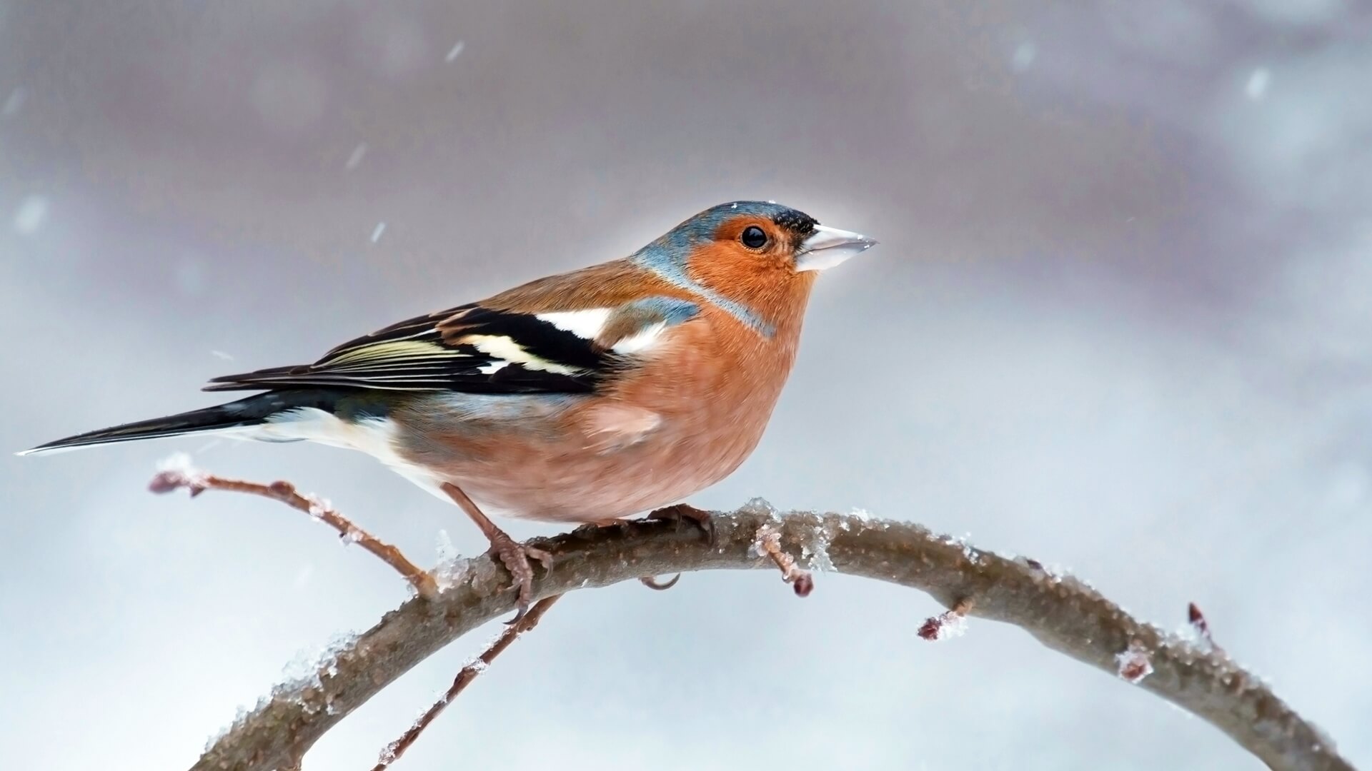 Park Krajobrazowy Puszczy Knyszyńskiej organizuje ptakoliczenie w Supraślu