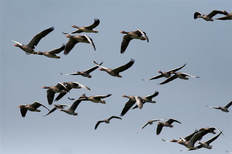 Ptakoliczenie w Parku Krajobrazowym Puszczy Knyszyńskiej