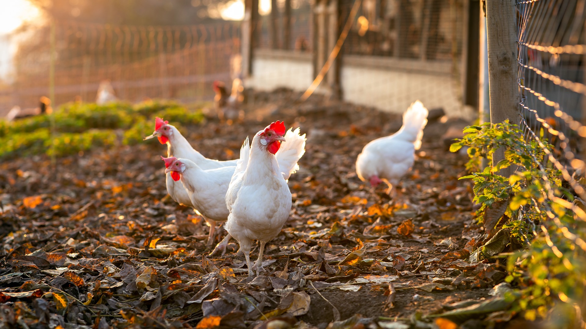 Władze Zabłudowa nie zgadzają się na budowę przemysłowych kurników w Solnikach