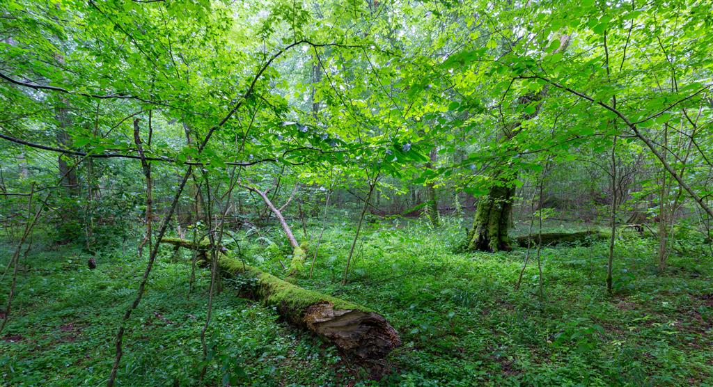 Leśnicy zastosowali się do zaleceń UNESCO? Sprawdzają to eksperci