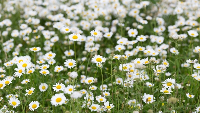 Wiosenne sadzenie kwiatów w Białymstoku