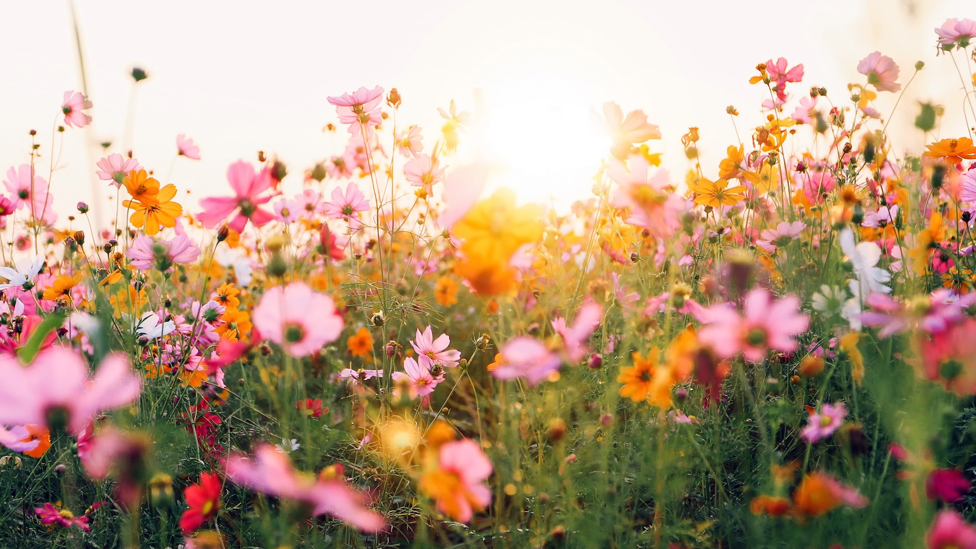 W Choroszczy będą łąki kwietne i hoteliki dla owadów