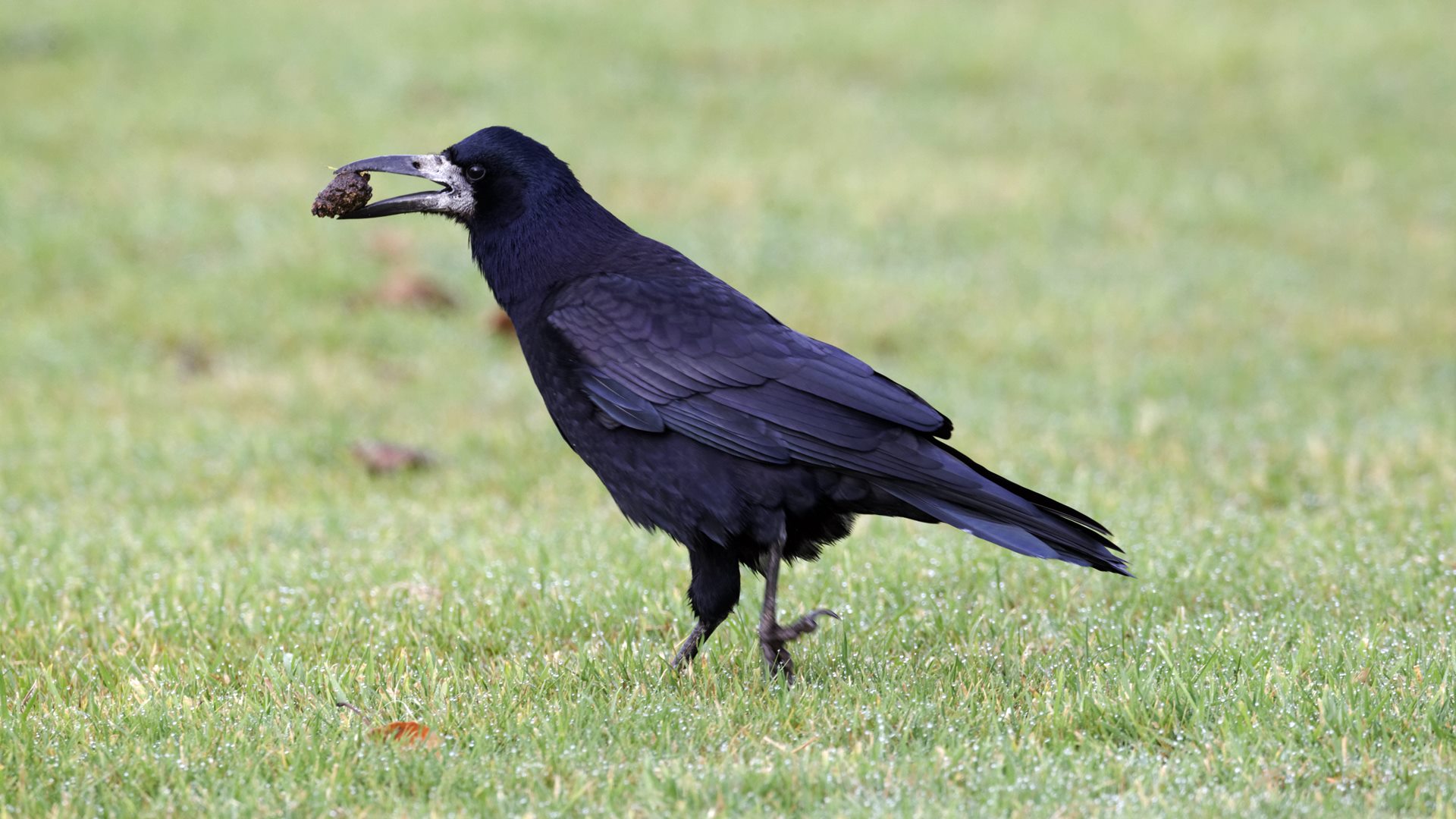 Gawrony nie dostosowują się do zmian klimatu jak inne ptaki - alarmują eksperci