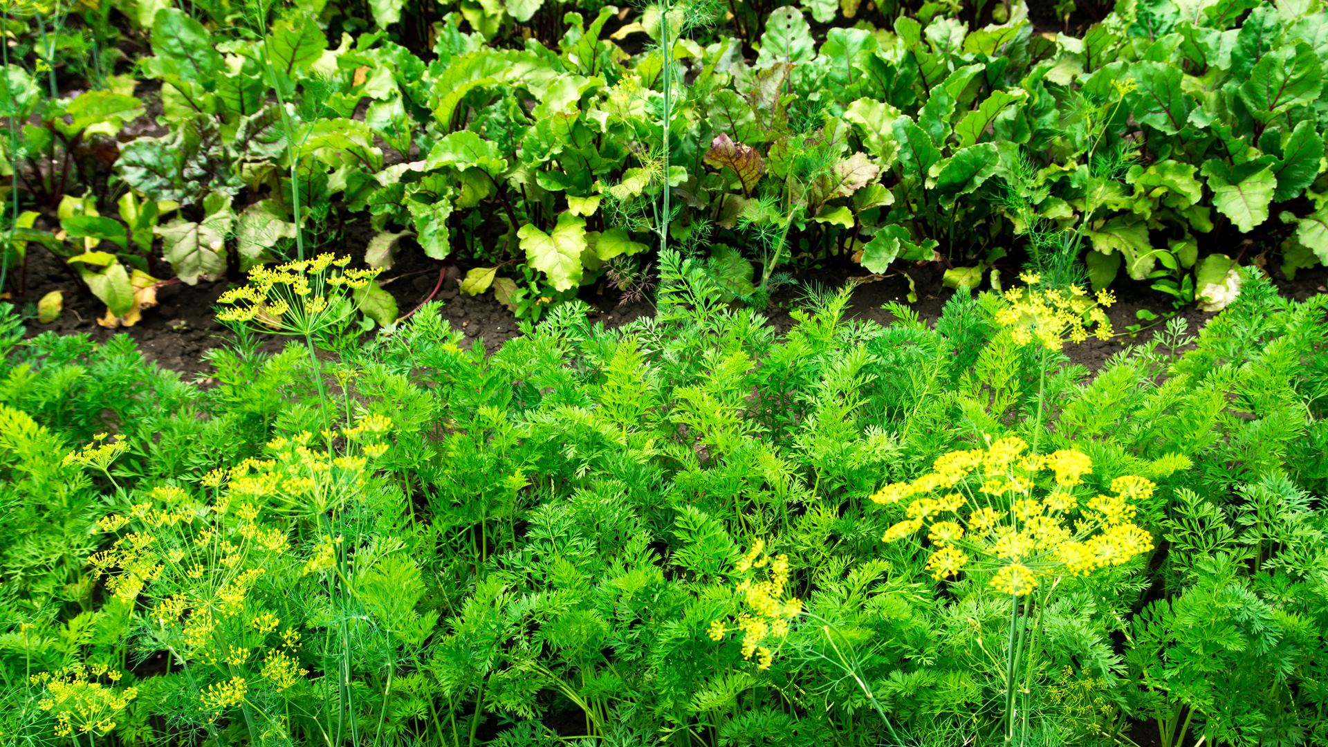 Działkowcy mogą korzystać ze swoich ogródków - są pewne ograniczenia