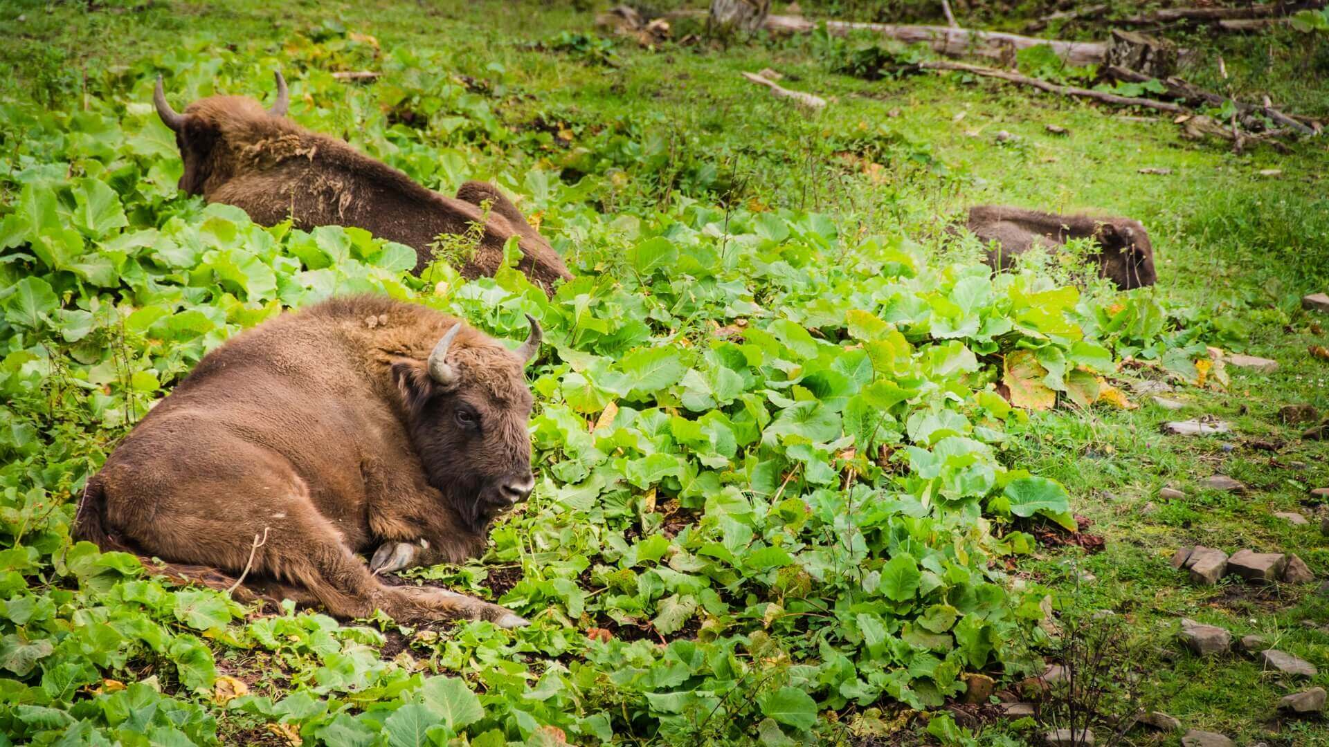 W Puszczy Augustowskiej urodziły się dwa żubry
