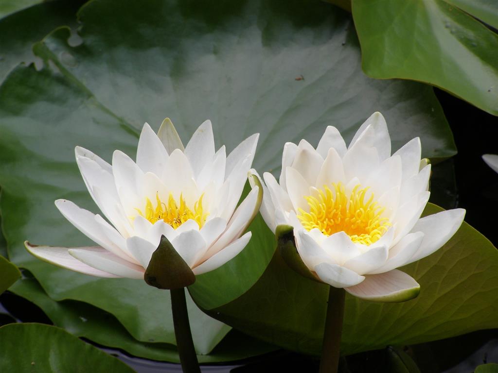 Podziwiajmy lilie wodne, ale ich nie zrywajmy - apelują przyrodnicy