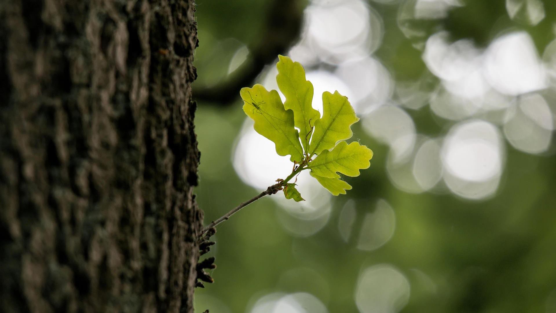 Kilkanaście starych drzew rosnących na ulicy Młyńskiej w Augustowie zostanie wyciętych