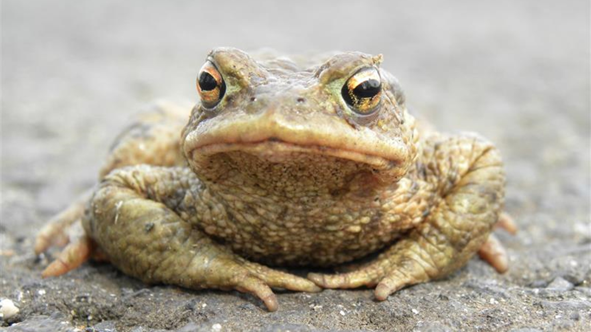 W Biebrzańskim Parku Narodowym jest coraz mniej żab - przyczyną są zmiany klimatu