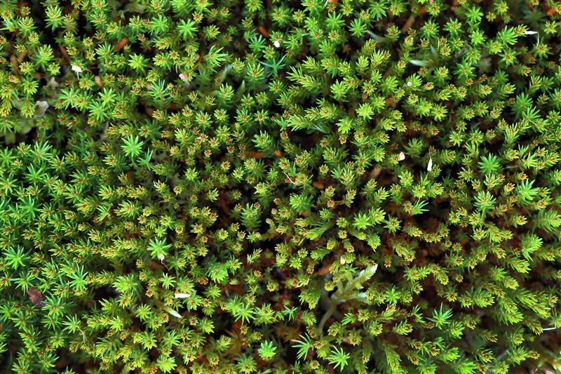 Czy rośliny mogą komunikować się między sobą? Międzynarodowa konferencja na Uniwersytecie w Białymstoku