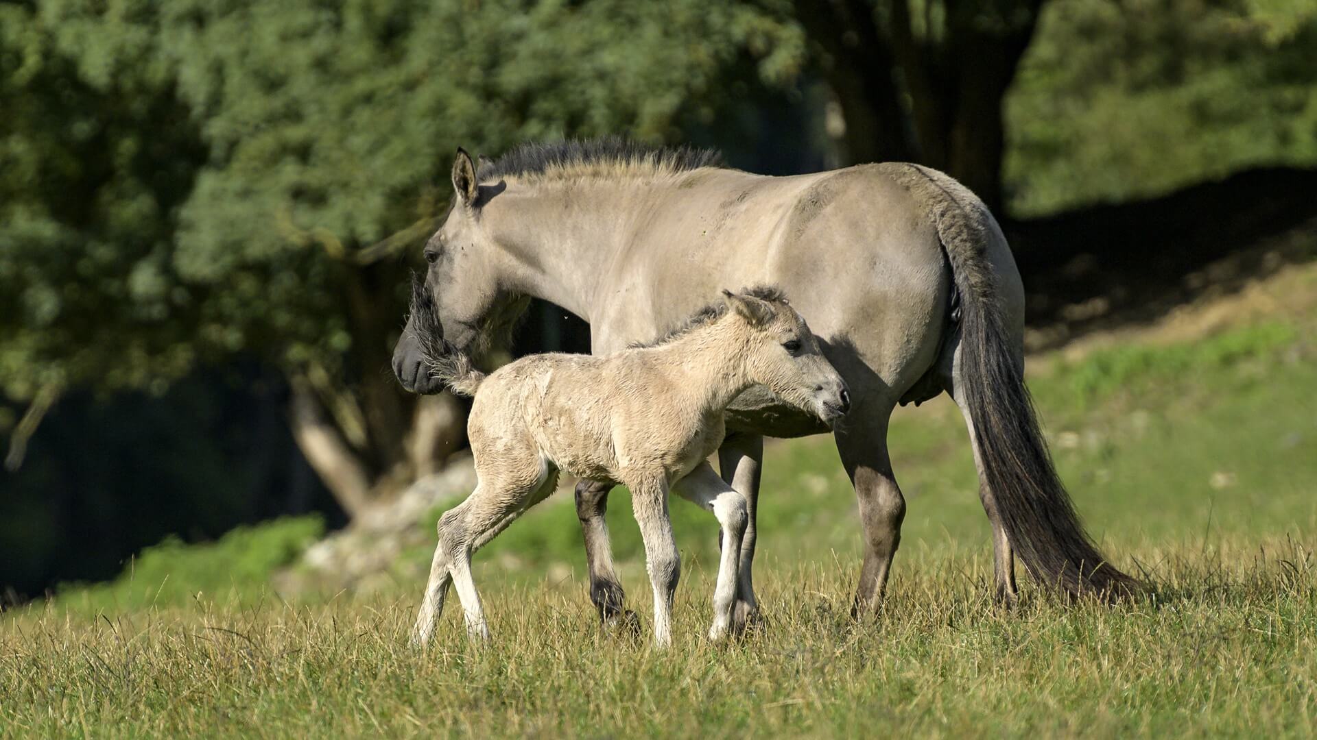 Kilkanaście koników polskich można spotkać na szlakach Biebrzańskiego PN