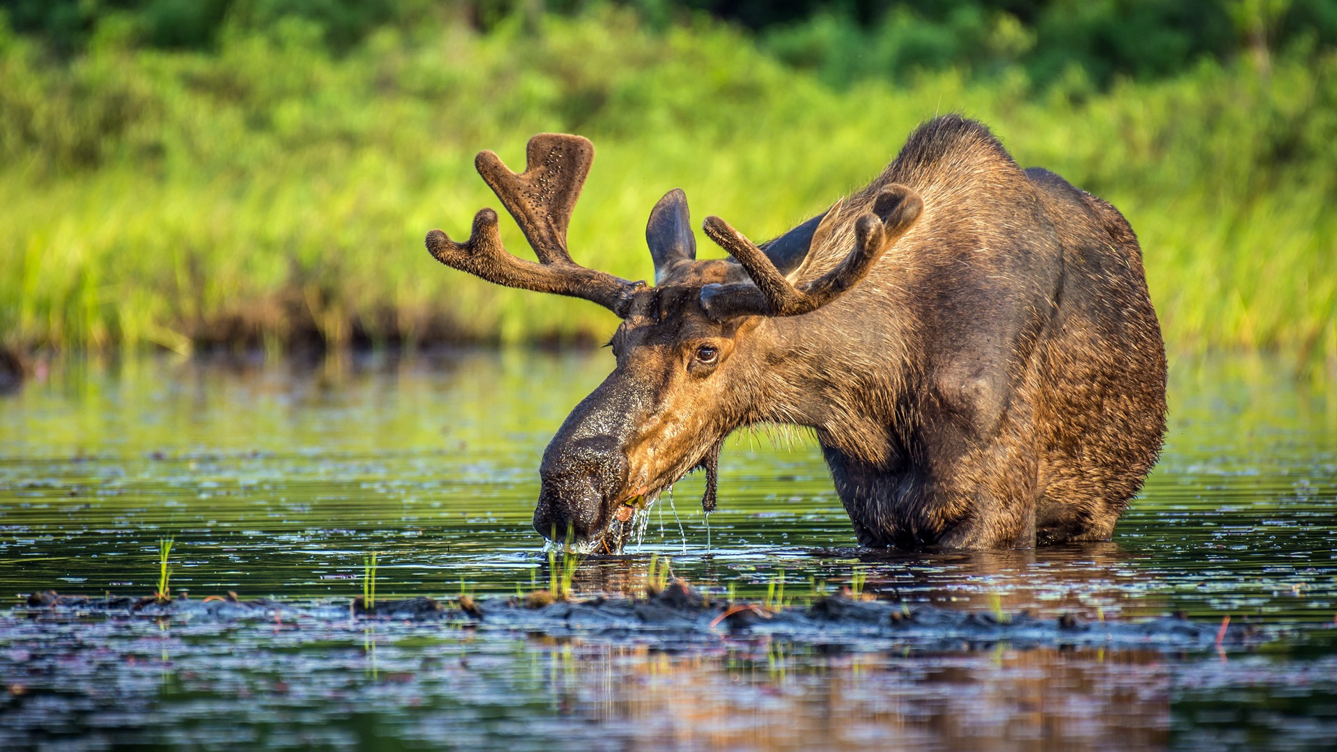 Myśliwy, który miał pomylić łosie z dzikami, będzie wyrzucony z Polskiego Związku Łowieckiego