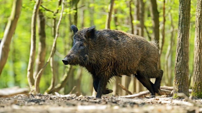 ASF wykryto u ponad 150 dzików odstrzelonych lub padłych na terenie 4 województw