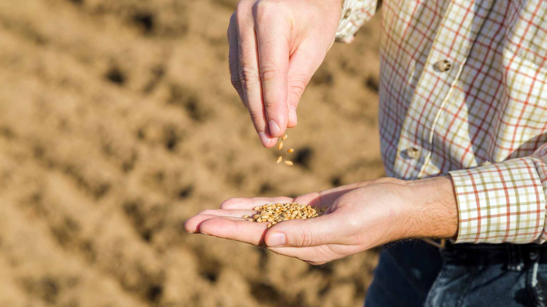 Rolnik na kwarantannie - może pracować w gospodarstwie?