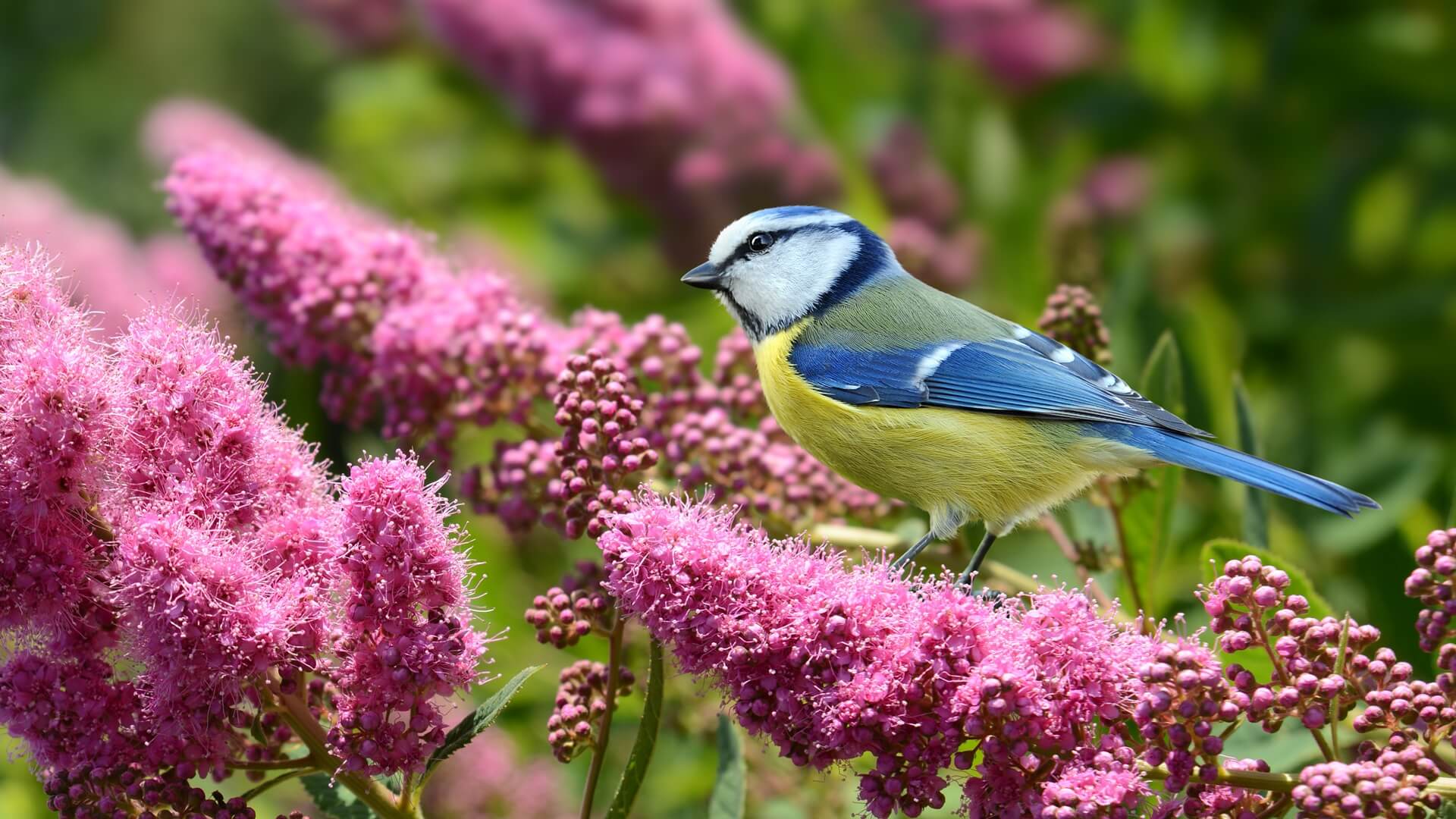 Jak sprawdzić, który ptak śpiewa? W aplikacji