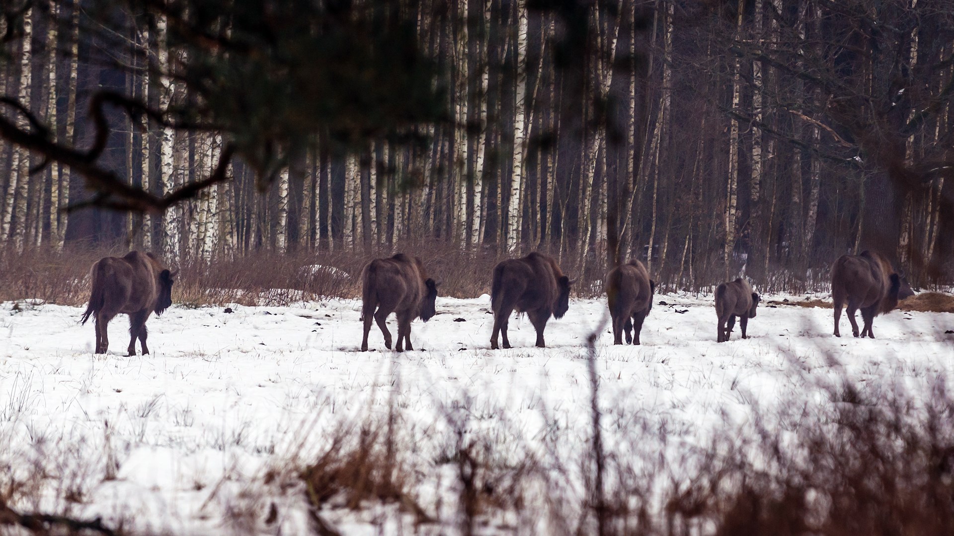 Żubry z Puszczy Knyszyńskiej wkrótce mogą zostać odstrzelone