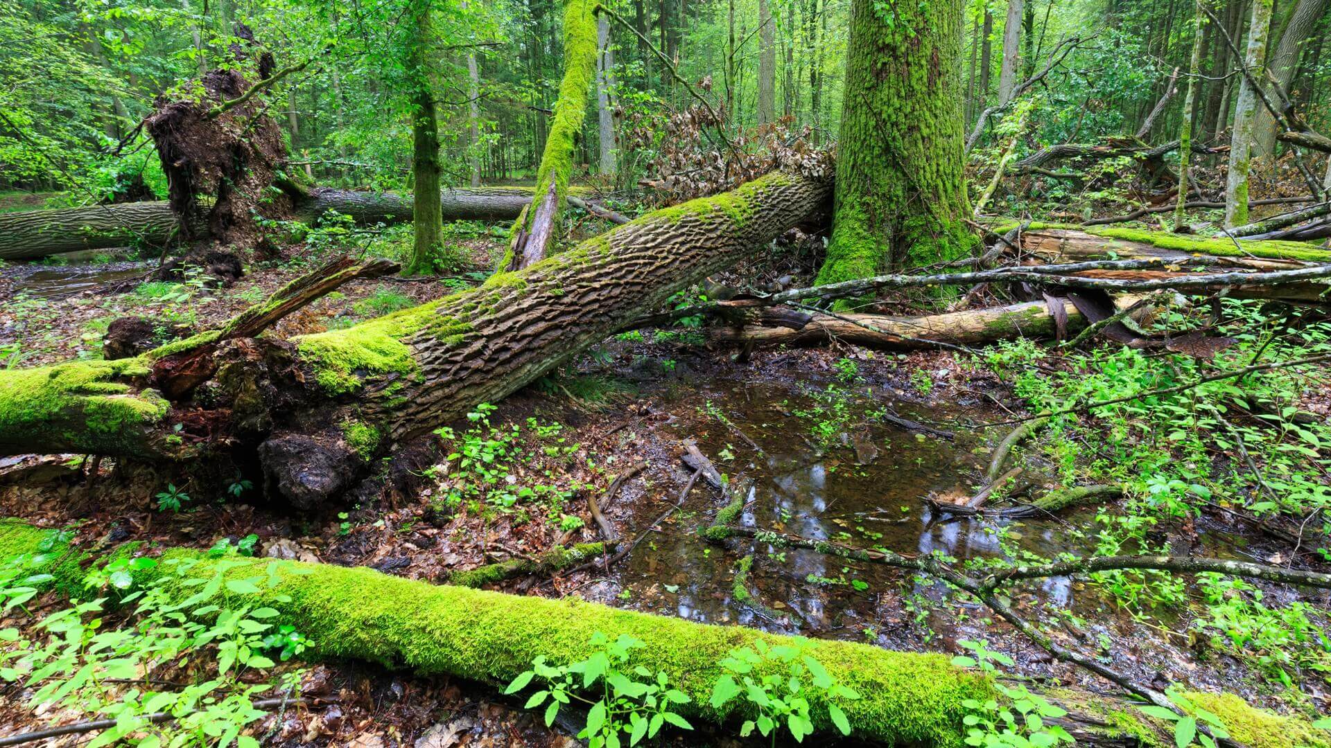 To ostatnia szansa na wzięcie udział w konsultacjach społecznych ws. wycinki drzew