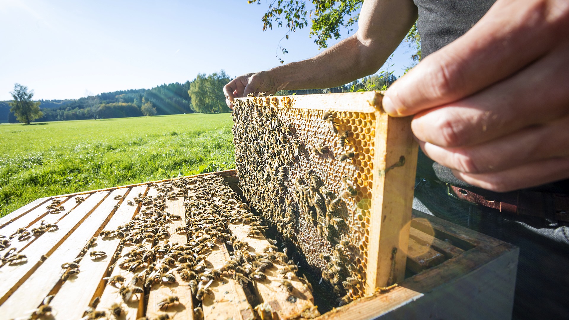 Pszczoły - ważne dla życia na Ziemi