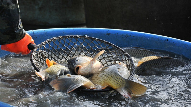 Aktywiści sprawdzają, czy żywe karpie są sprzedawane zgodnie z przepisami