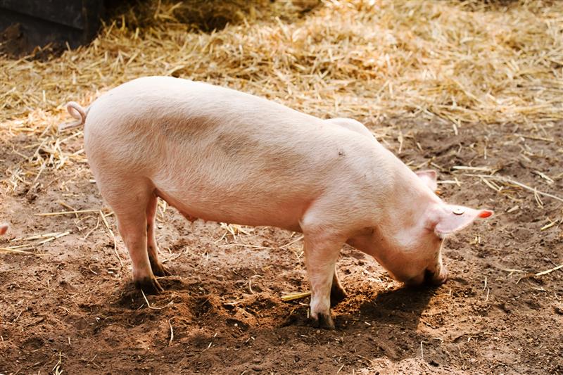 Rząd za wsparciem dla tych, którzy chcą wygasić produkcję trzody chlewnej