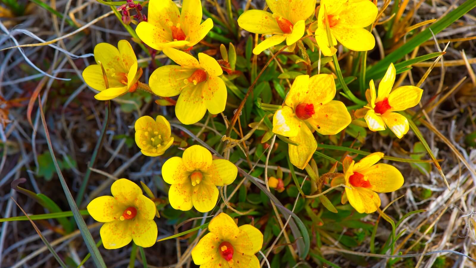 Biebrzańska roślinność