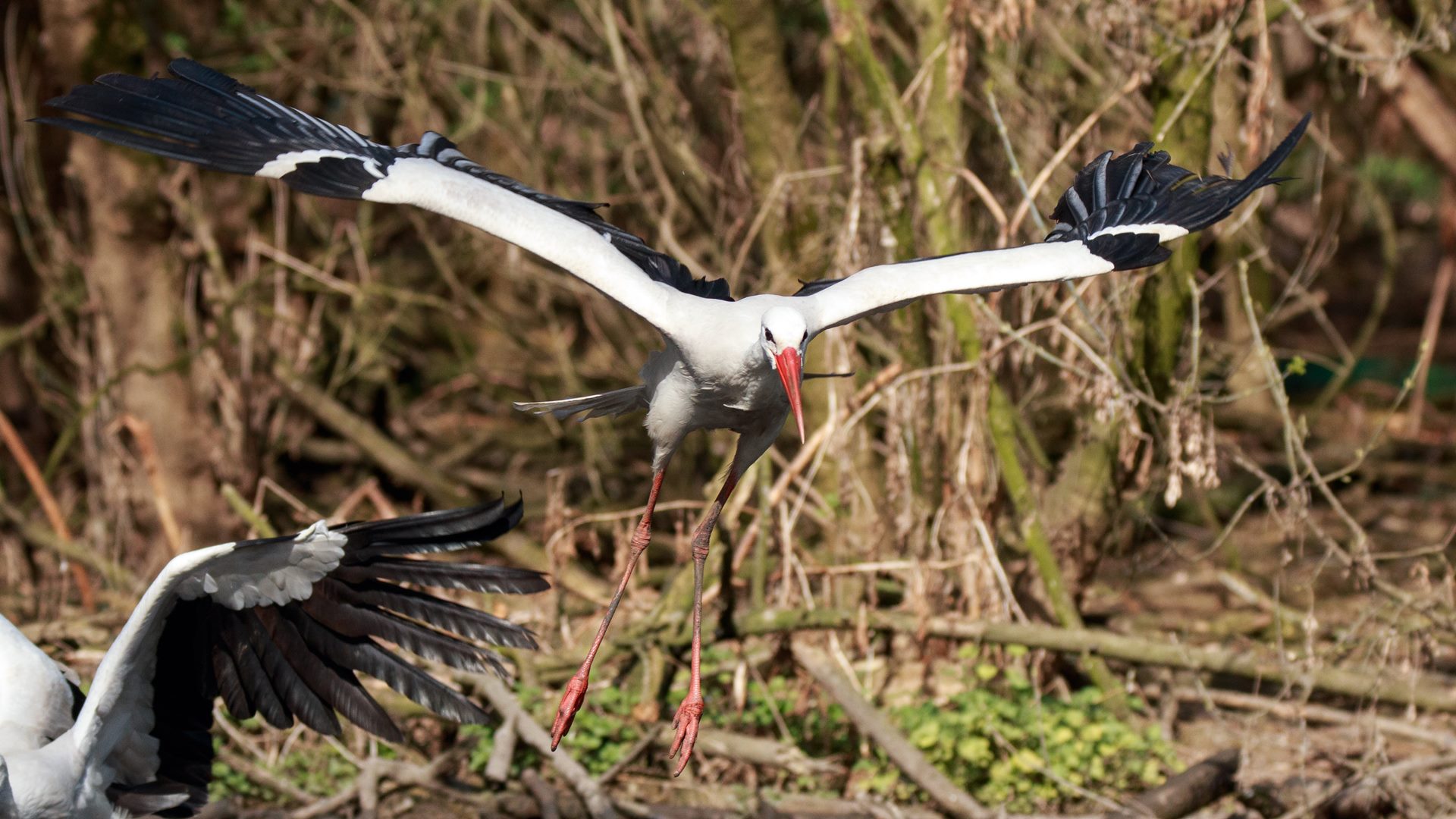 W Parku Krajobrazowym Puszczy Knyszyńskiej trwa liczenie bocianów
