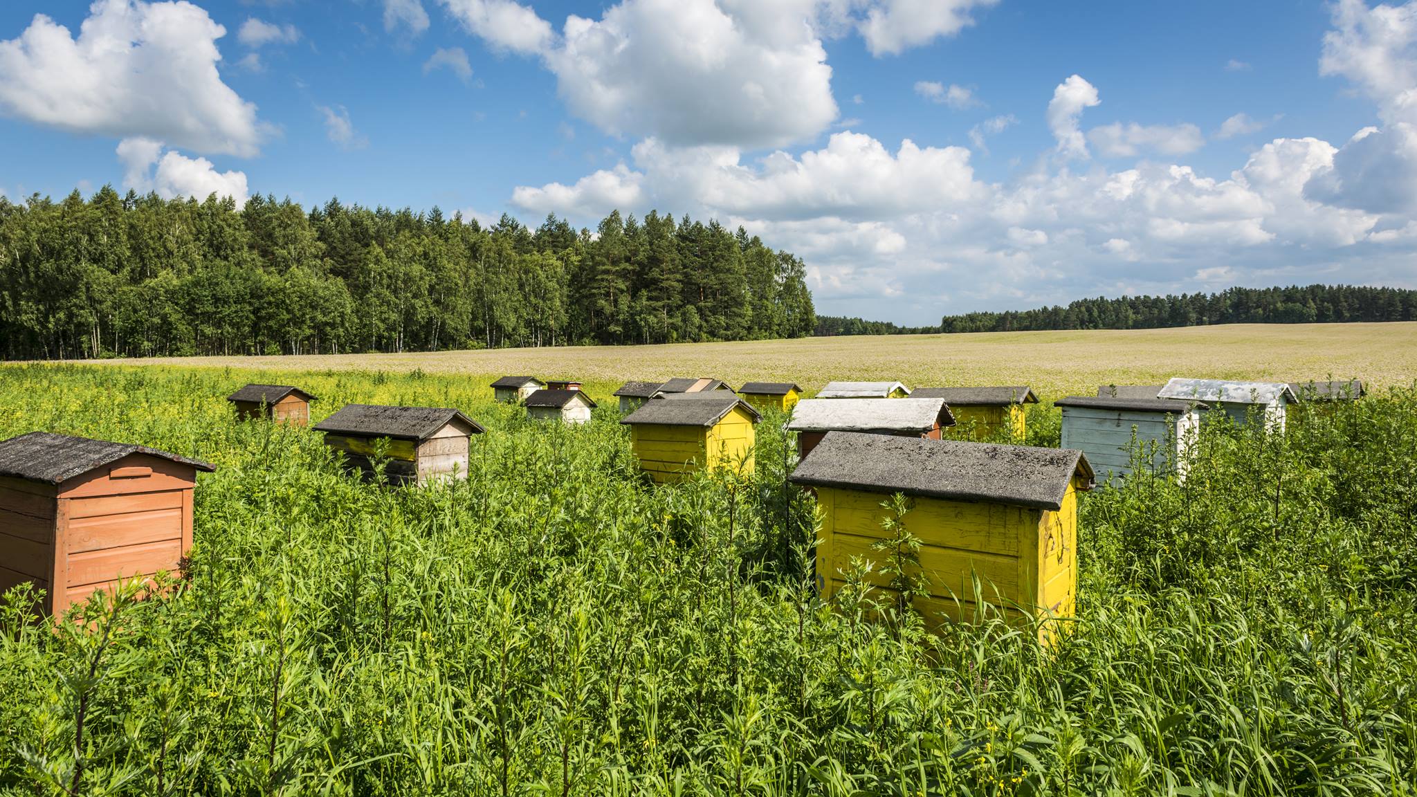 Powstaje poradnik dla pszczelarzy