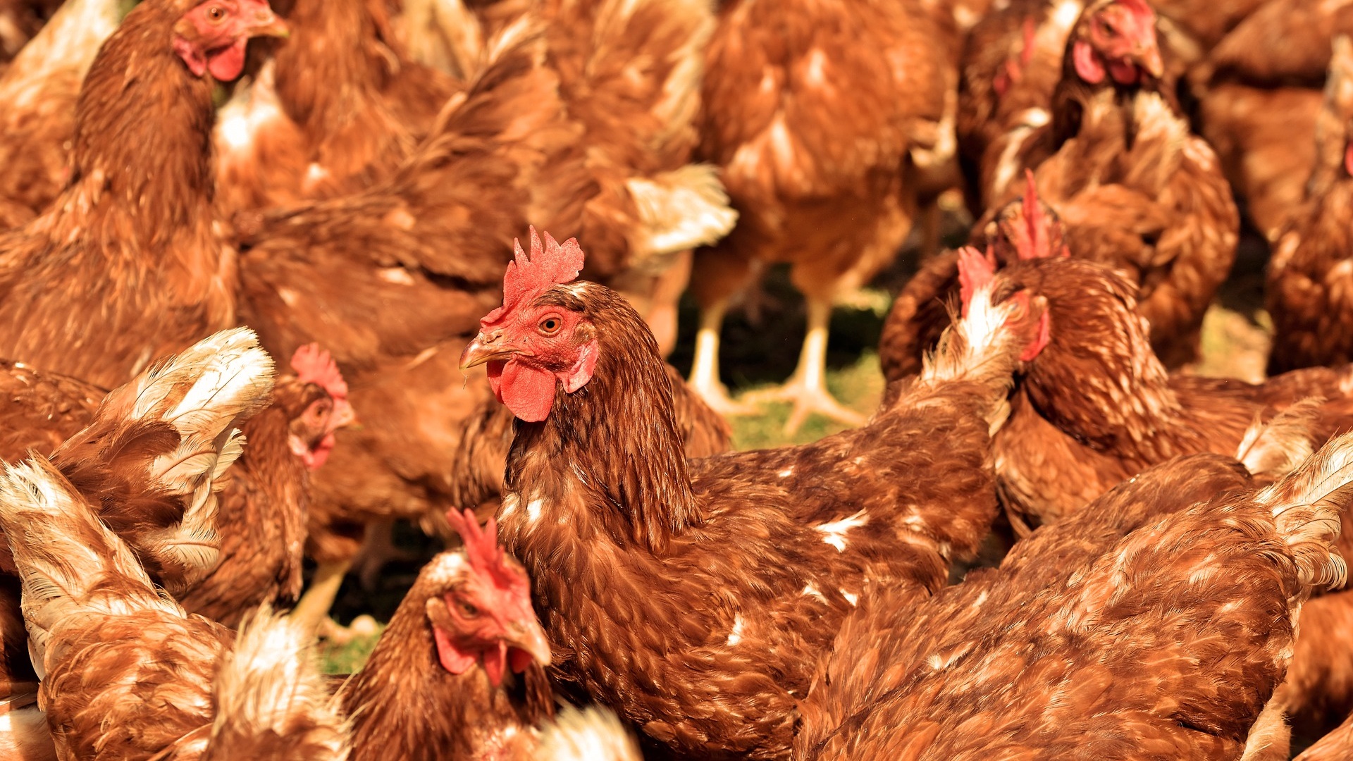 Regionalna Dyrekcja Ochrony Środowiska wydała negatywną opinię w sprawie budowy kurników w gminie Nowy Dwór