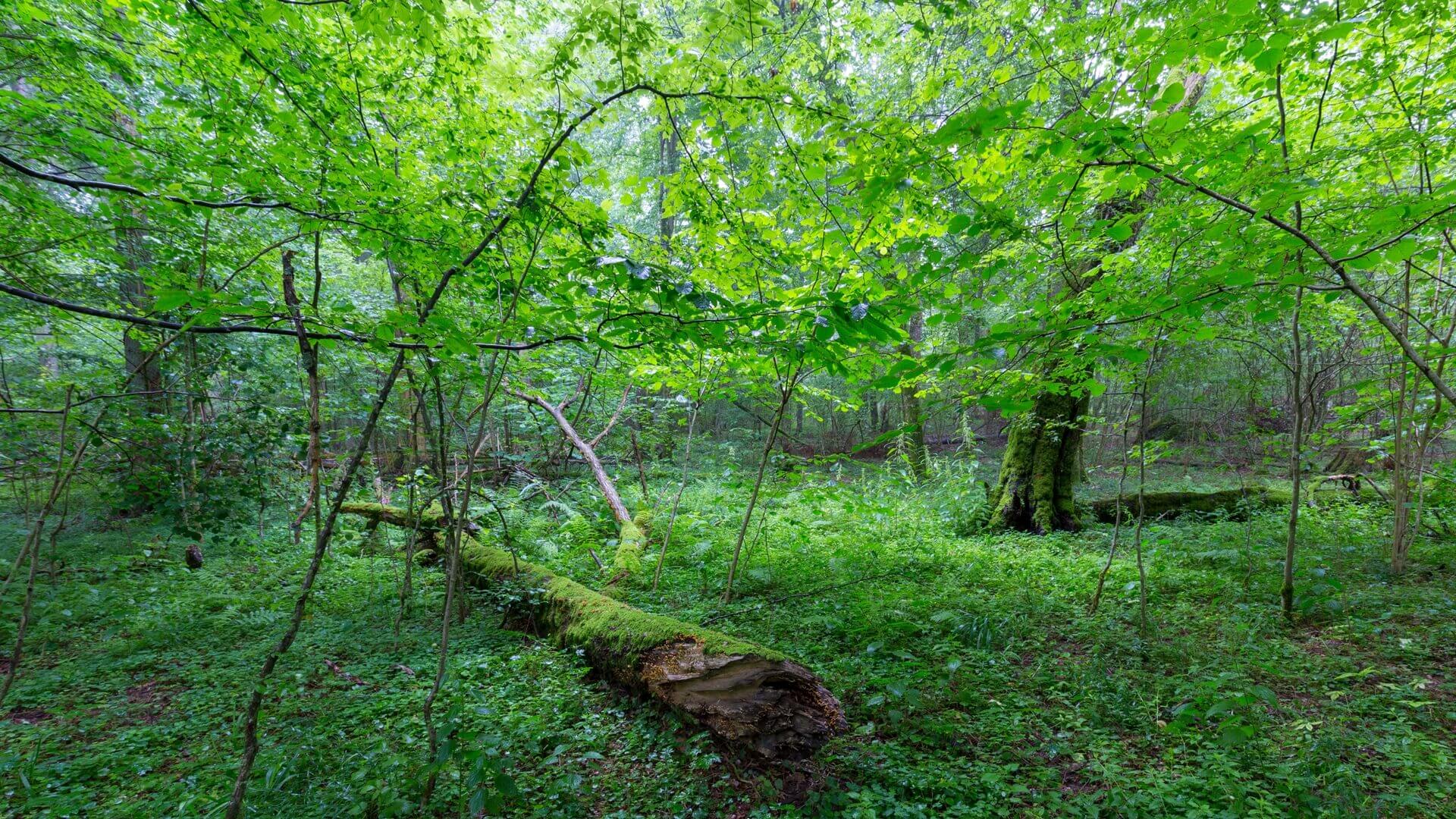 Puszcza Białowieska po białoruskiej stronie