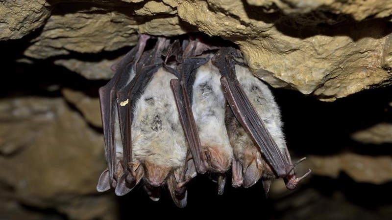 Warsztaty, wykłady i ognisko - Noc Nietoperzy w Puszczy Białowieskiej