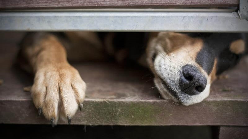 Białostockie schronisko dla zwierząt przepełnione - w wakacje przyjmuje od czterech do pięciu psów dziennie