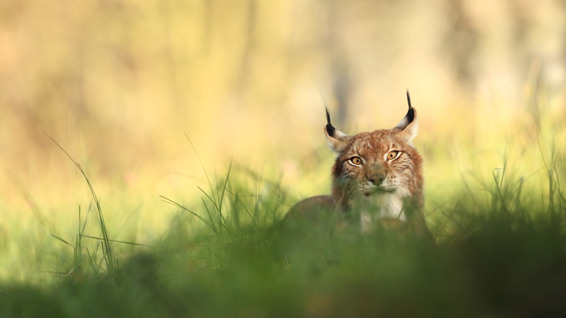 Rysie zadomowiły się w Wigierskim Parku Narodowym