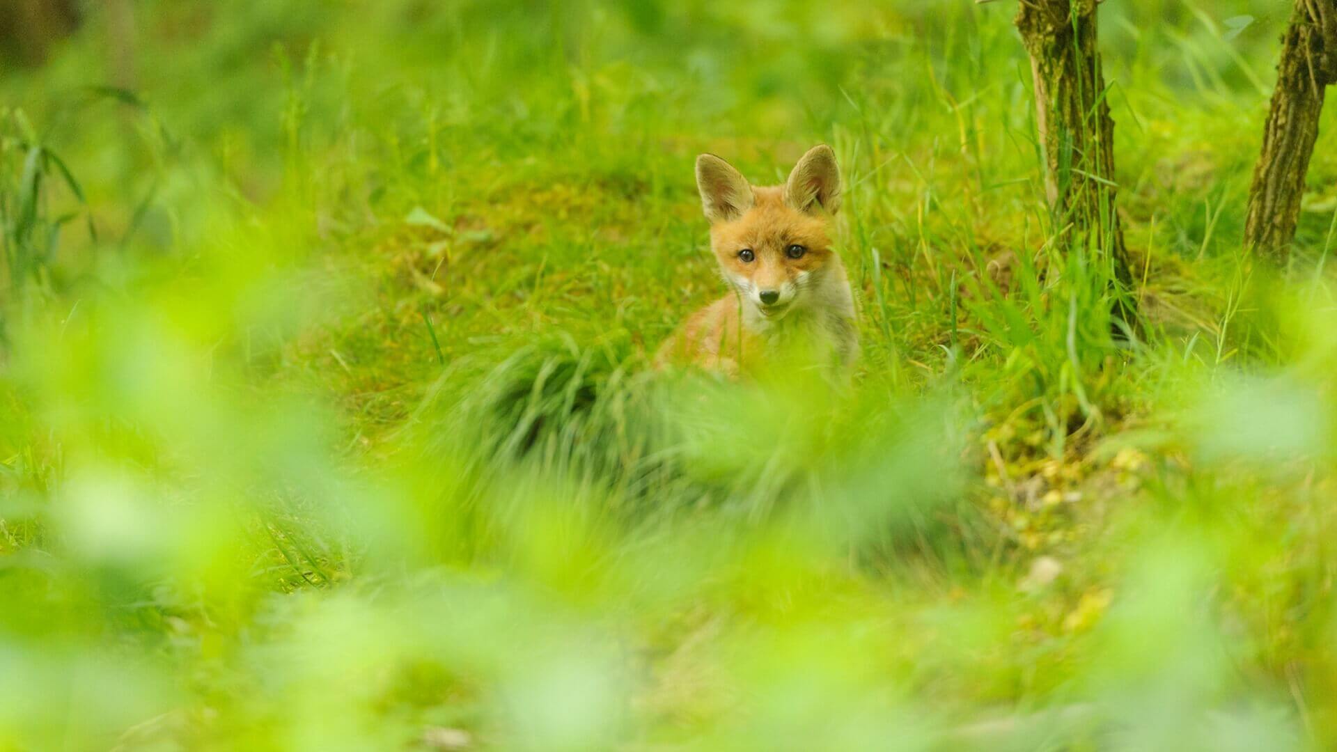 Uważajmy na swoje pupile - w nadleśnictwie Łomża akcja szczepienia lisów przeciwko wściekliźnie