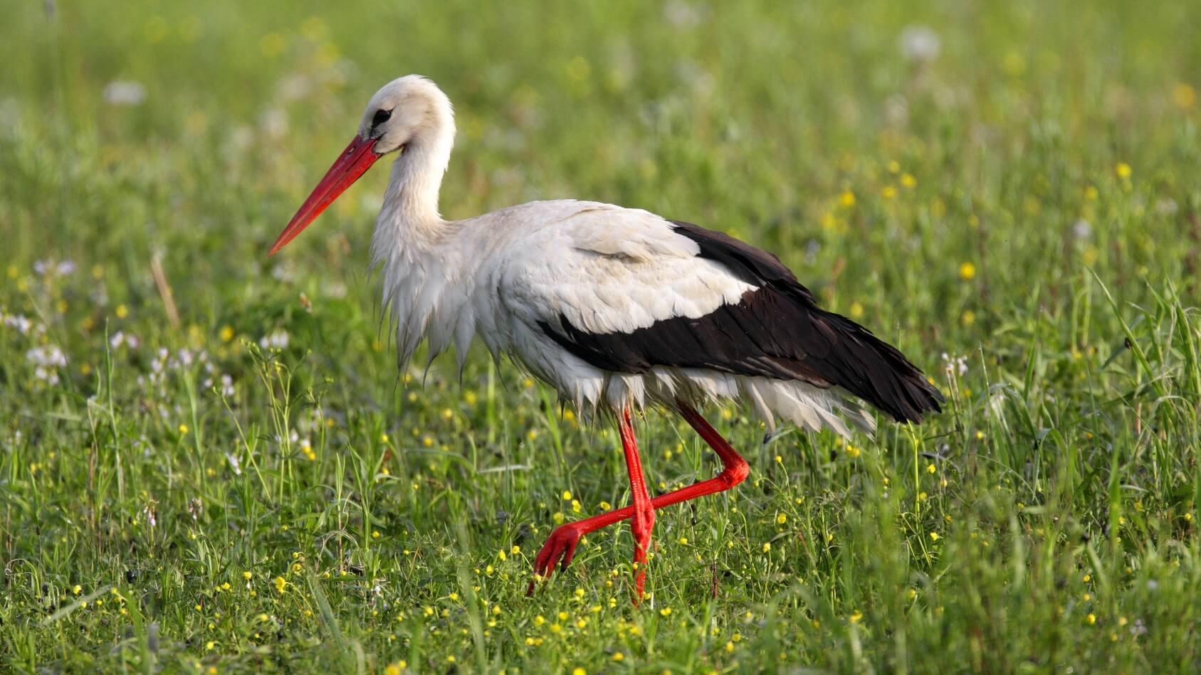 Ponad sześćdziesiąt ssaków i ptaków trafiło już w tym roku do Ośrodka Rehabilitacji Zwierząt w Grzędach