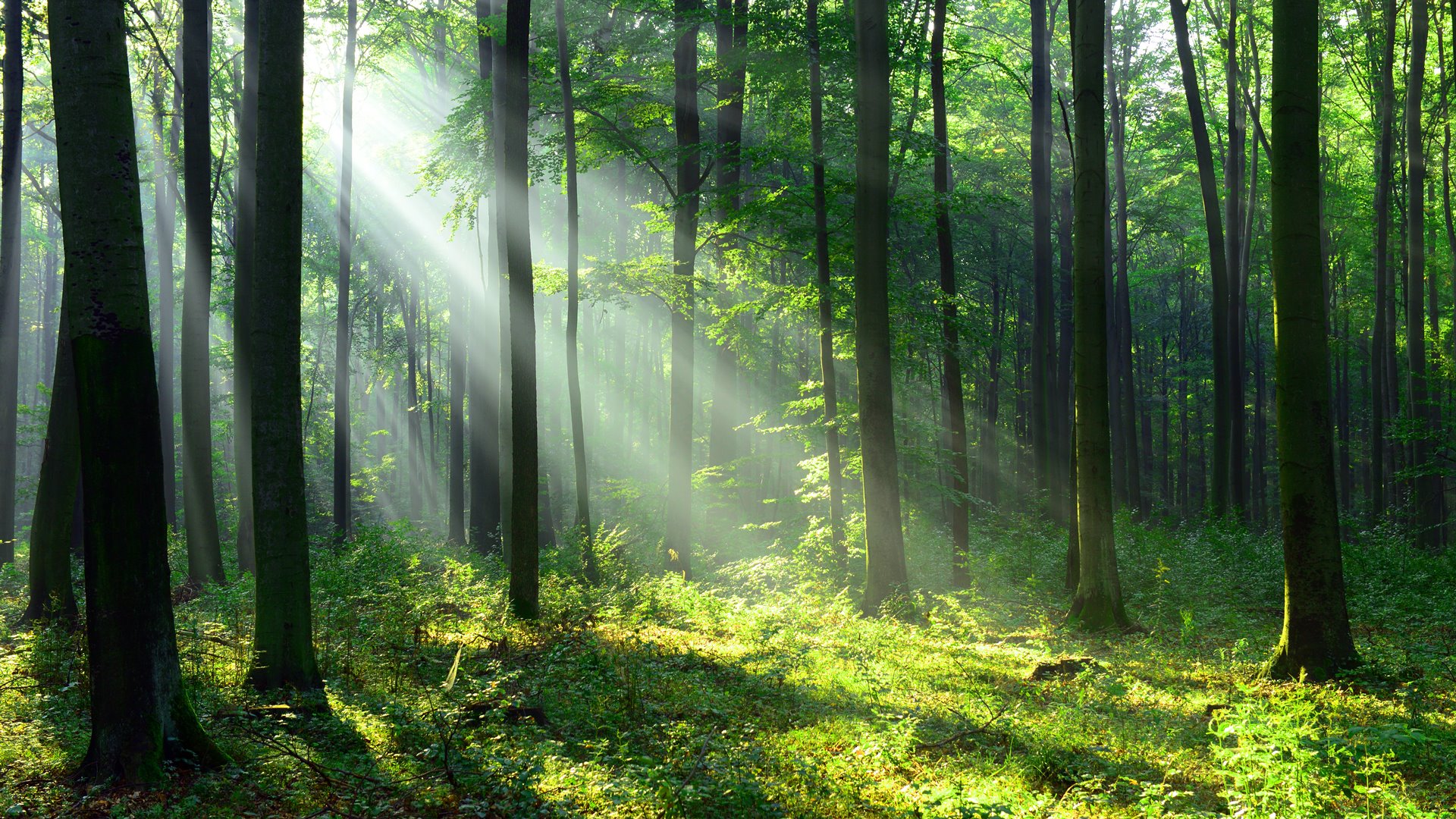 Trwają konsultacje społeczne dot. obszarów, na których obowiązywać będą ograniczenia w pozyskiwaniu drewna