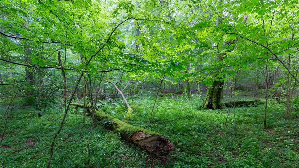 Zapowiadana "Konstytucja dla Puszczy" jest pustym hasłem - skarżą się przedsiębiorcy z Białowieży