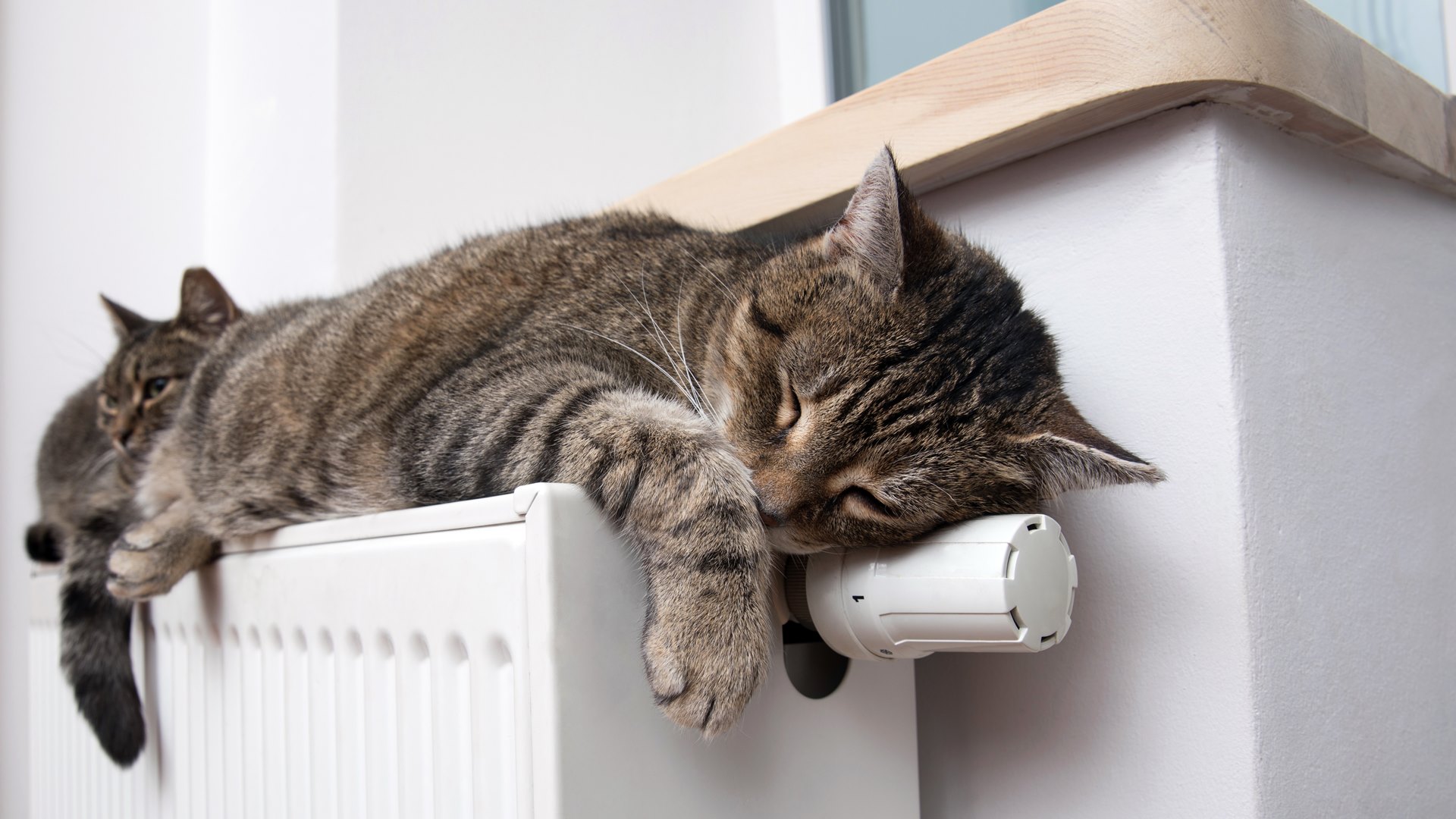 Ruszył miejski program kastracji właścicielskich zwierząt w Białymstoku